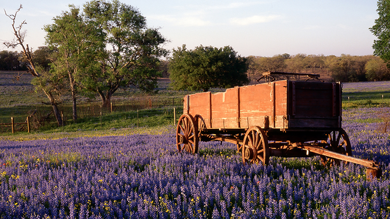 Film Scans Hill country near Austin Texas with Wagon in field of Bliue bonnets
